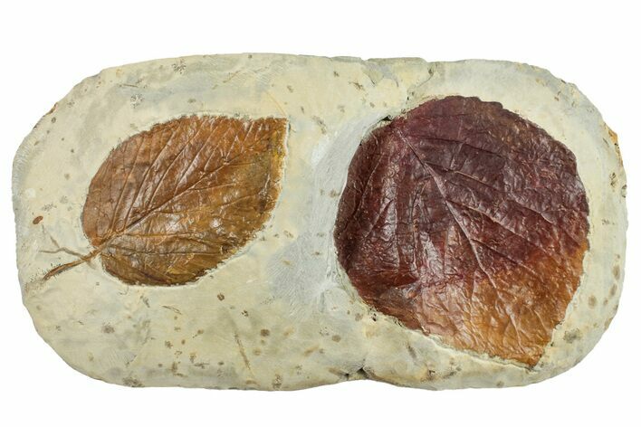 Wide Plate with Two Fossil Leaves (Two Species) - Montana #262703